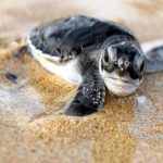 Koggala Sea Turtle Farm and Hatchery