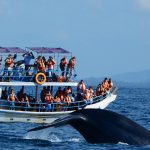 Mirissa Whale Watching