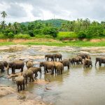 Pinnawala Elephant Orphanage