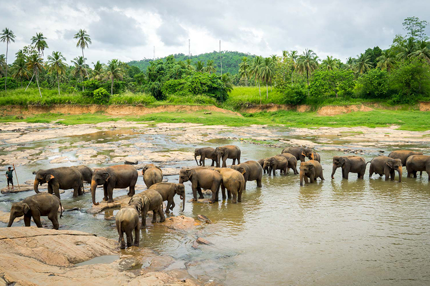 Pinnawala Elephant Orphanage - Attractions in Sri lanka