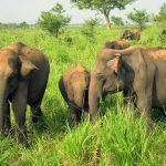 Udawalawe National Park