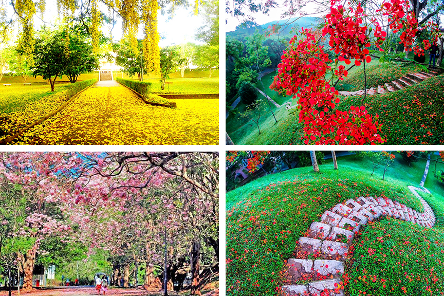 University of Peradeniya - Attractions in Sri lanka