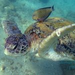 Sea Turtle Hatchery & Rescue Centre