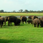 Minneriya National Park