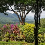 Halgolla Forest Reserve