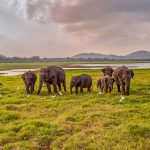 Maduru Oya National Park