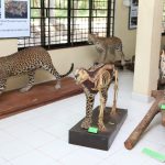 Wildlife Museum