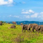 Somawathiya National Park