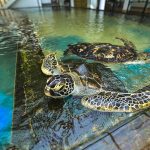 Sea Turtle Hatchery – Habaraduwa