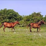 Wild Horse Sanctuary