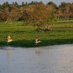 Anawilundawa Bird Sanctuary