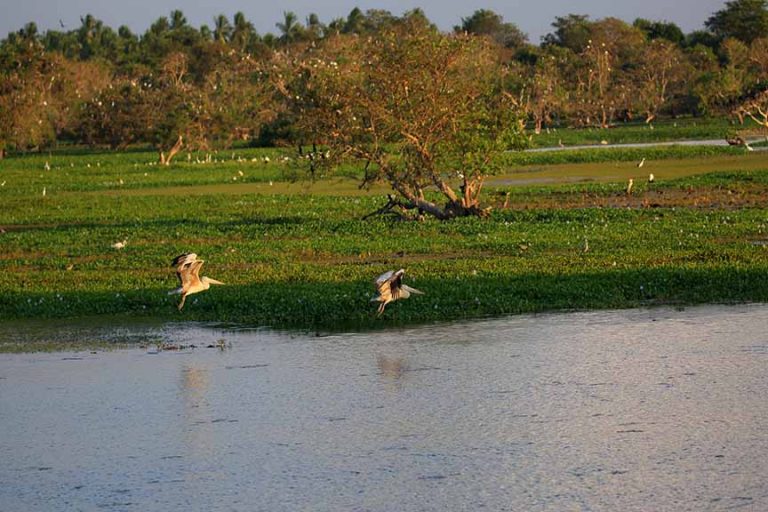 Anawilundawa Bird Sanctuary Attractions in Sri lanka