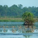 Kalametiya Bird Sanctuary