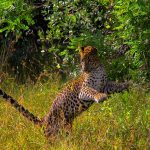 Wilpattu National Park