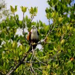 Bird Watching in Kalpitiya Lagoon