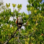 Bird Watching in Kalpitiya Lagoon