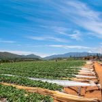 Strawberry Farm, Nuwara Eliya