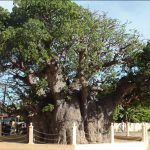 Baobab Tree Pallimunai